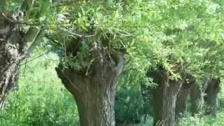 Knotwilgen