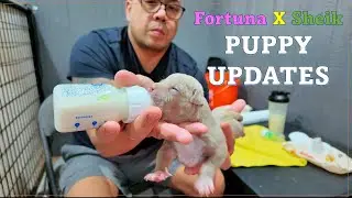 Новости о щенках LPK Fortuna X LPK Sheik