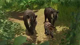 Planet Zoo Relaxing Gameplay - Tapirs!
