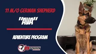 🐶Dog Trainers Palm Beach County / Dog Training Palm Beach County 🦮