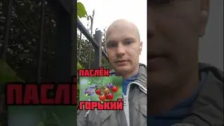ПАСЛЁН СЛАДКО-ГОРЬКИЙ #shorts #лес #природа #лекарство #растение