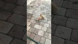 Cheese and Quackers #duck #animal #cute#fypシ #blowup #viral #shorts