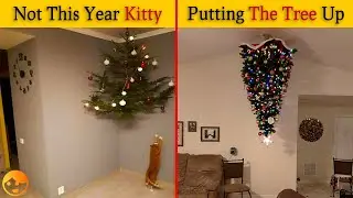 People Share Life Hacks How To Pet Proof Your Christmas Tree | It's Hilarious
