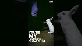 Rabbit 🐇 #animasi #sharkthink #shortvideos #comedyvideos #funny #shorts #ytshort #rabbit