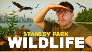 Tracking Wildlife In Vancouver's Stanley Park!