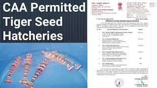 CAA Permitted  Giant Tiger Prawn (Penaeus.Monodon) Seed Hatcheries-Neworldlife.