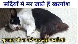 Rabbits die in winter. 4 big mistakes. How to take care of rabbits in winter.