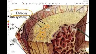 Skeletal System Made Simple | Bone Structure, Formation & Blood Supply Explained
