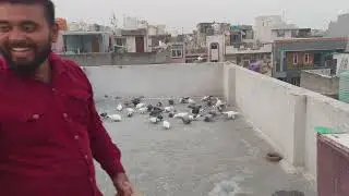 Suladaar sa New kabutar ki kushti kaarvayi 🕊️😊#trainingvideo #kabutarlove #viralvideo #youtubevideo 
