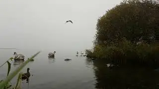 LOUGH NEAGH IRELAND