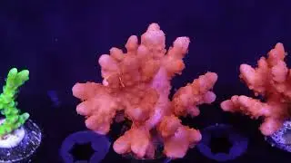 Orange Setosa - Frag 1