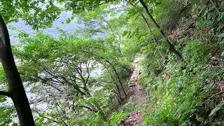 Riverside Forest Walk, walking in the summer forest, sounds of nature, cool breeze