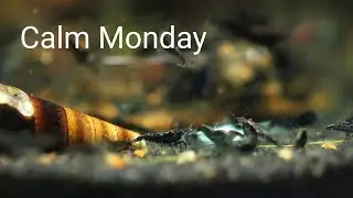 Peaceful Shrimp & Snail Feeding  | 1 Hour Real-Time Aquarium Meditation  | Original water sounds