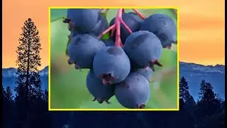 Saskatoon Berries: History and Top Season