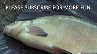 MONSTER BRAX (6,82kg) MONSTER BREAM (15,04lb) -Strixphoto