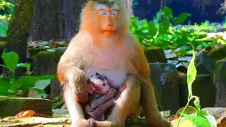 Is Rose switching newborn Rina to get new longtail baby? Rose loves longtail baby like her own baby