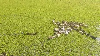 ducks farm | fun | Rachin journey view7 | Rj