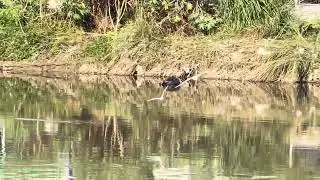 Migrative Bird at Kopundole #thenewars #music #wow #travel #rare #bird #birds #rarebeauty #guess 