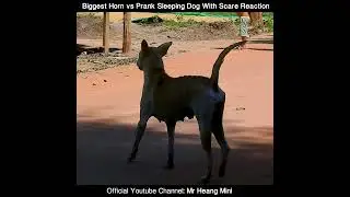Prank Super Big Dog Horn Prank Sleeping Dogs - Funny