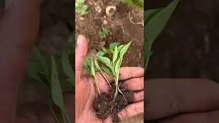 Transplanting some pepper plants 🌱 🫑  #garden #homegardening #growyourownfood #urbanfarming