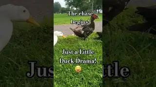 Just a Little Duck Drama #duck #drama #birds #funnybirds #birdshorts #shorts #fyp #cuteanimals