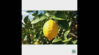 Lemon Tree Holiday Gift Ideas WBC for Kitchen Decor