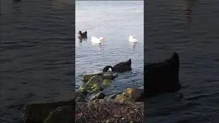 Ducks in the Sea - Life is a ride