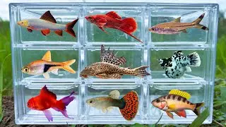 Fish: Guppy, Broom fish, Rasbora, Cichlid, Swordtail Fish, Tetra, Rainbow Shark, Goldfish Molly fish