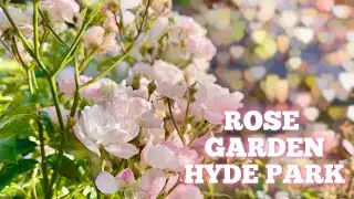 The Rose garden | Hyde park, London