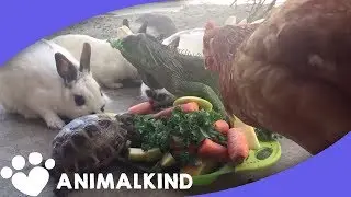 Cute Animals Eating Veggies | Animalkind