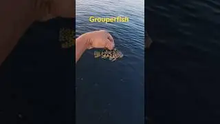 #групер #поймал_и_отпустил #рыбалка