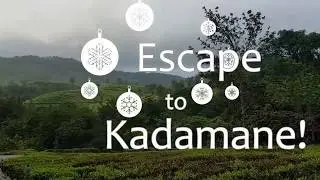 Kadamane Tea Estate