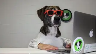 Rescue dog explains innovative new pet adoption enquiry system