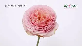 Romantic Antike Garden Rose Timelapse