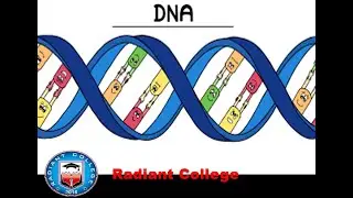 zol -302 principle of animal life -II lec 13 What is DNA?
