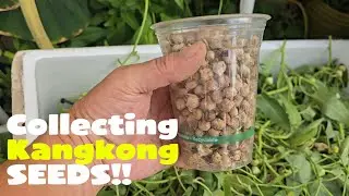 Vertical Farming - UAE & Philippines, Progress Update January 2026 - Collecting Kangkong Seeds!!