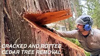 THIS CRACKED AND ROTTED CEDAR HAD TO GO!!!