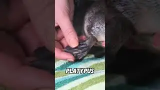Волшебный утконос #короткоевидео #животные #мило #смешно