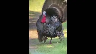 Animal Life - Lay Low the Turkey Patrol is Passing