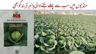 Hybrid Cabbage/CBS-174/hybrid band gobhi/ہائبرڈ بند گوبھی/بند گوبھی کی بہترین ورائٹی/early cabbage 
