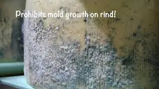 Day 65: Foiled!