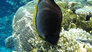 Обитатели Красного моря - оранжевошипая рыба-носорог / Orangespine unicornfish. Reef Oasis Blue Bay.