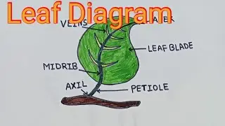 How to Draw Structure of Leaf , Parts of a Leaf, Label Diagram of a Leaf