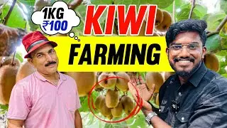 How to Cultivate Millions of Kiwi 🥝  Fruit in Himachal India 🇮🇳 🔥 Kiwi Fruit Farming and Harvest