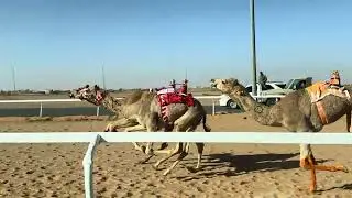 ش 2 رئيسي قعدان حقايق نياف ل سعد فريح الشمري