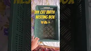 diy cat birth nesting box 😸✨/day97 #catbirth #nestingbox #diy  #youtubeshorts #shorts
