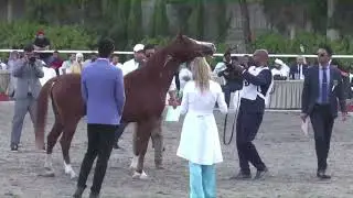 N 48 RAMADAN AL KHAYR   Syrian National Championship 2024   Colts 3 Years Old Class 6