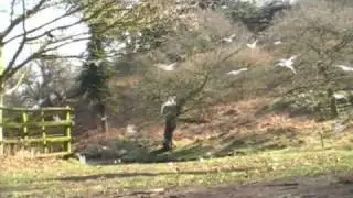 Leicester Parkour Association: In Nature