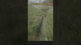 Sprinkler Irrigation in Pea Crop |..#agriculture #shorts #viral #kheti #मटर #sprinklersystem #fpy