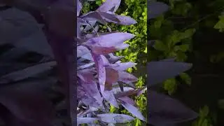 #Mai Teri tu mera duniya se kya #nature life #plant lover #sort video